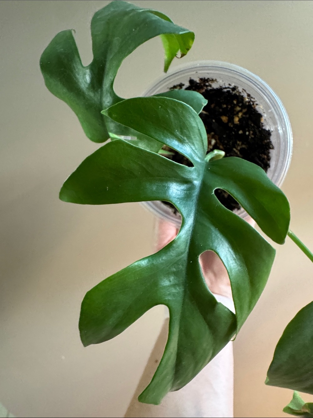 Mini Monstera - aka Rhaphidophora tetrasperma-Rooted. - Picture 3 of 6